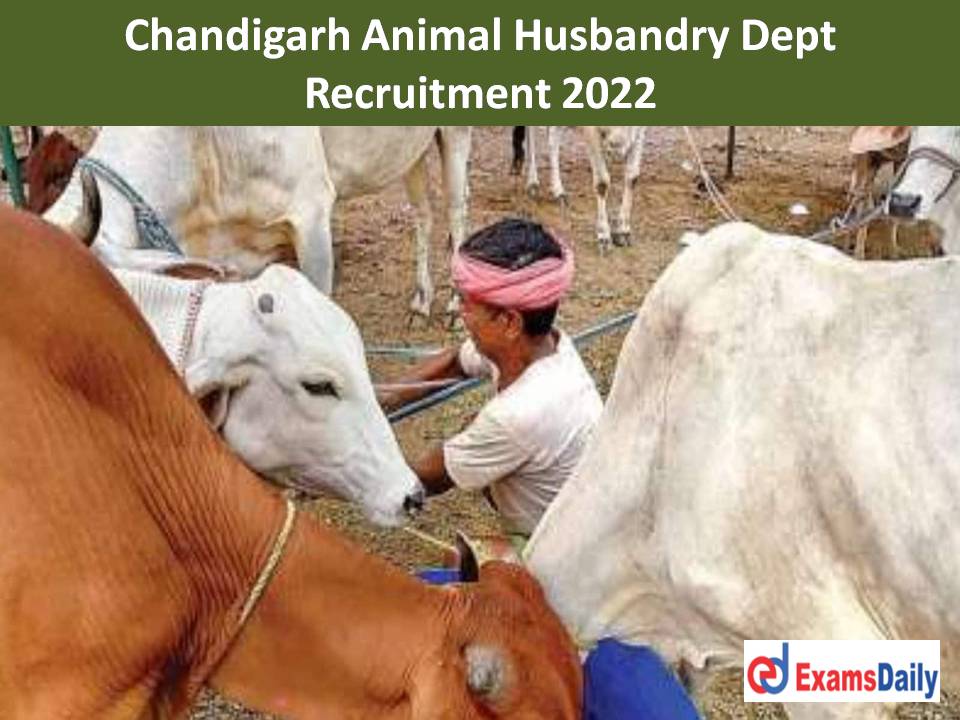Chandigarh Animal Husbandry Dept Recruitment 2022 Out – High Salary  Package!!!