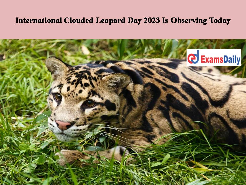 International Leopard Day 2023: Website dedicated to rosette cats launched